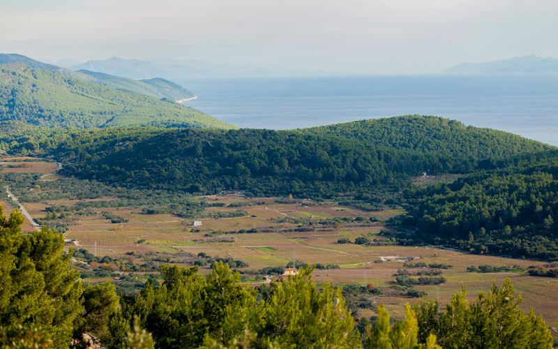 Weingärten von Krajancic in Cara, Insel Korcula
