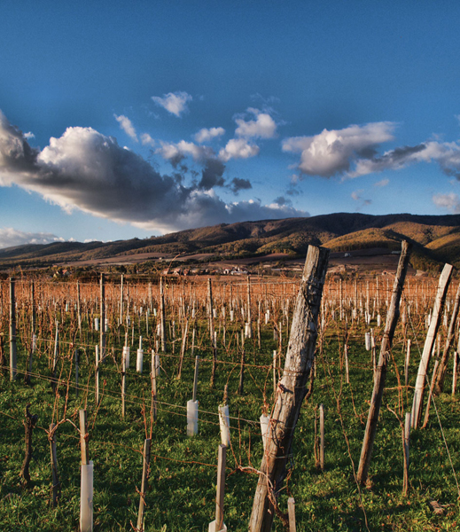 Weingärten der Kellerei Krauthaker in Kutjevo