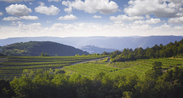 Ausblick Weinberge Benvenuti